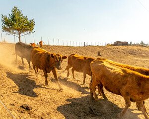 Cows running