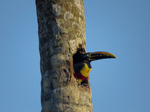 Pteroglossus castanotis-pelicano maligno
