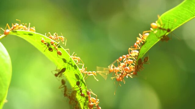 Ant action standing.Ant bridge unity team,Concept team work together Red ant,Weaver Ants (Oecophylla smaragdina), Action of ant carry food