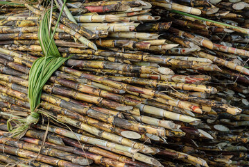 Sugar cane harvested forming texture. Brazilian agriculture.