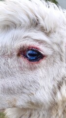 Fototapeta premium close up of an eye of albino alpaca