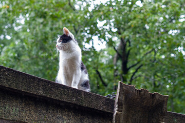 cat on a platform © Aaron
