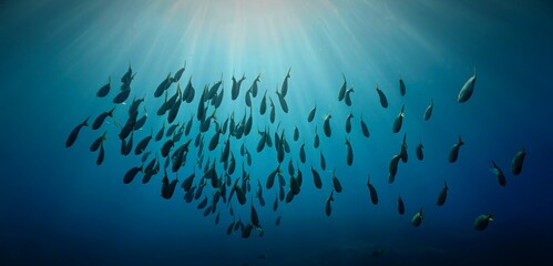 Fototapeta na wymiar Underwater art - Schools of fish in rays of sunlight. From a scuba dive in the deep sea.