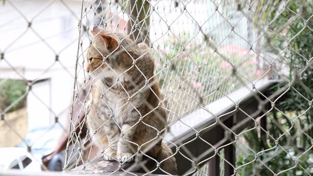 A cat on a balcony looking through a protective safety net