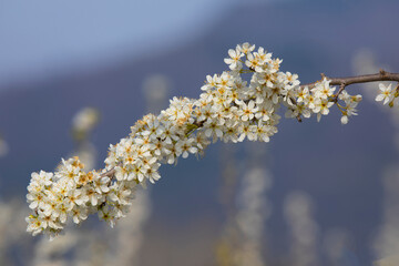 branch of a blossoming spring pear tree on a blurred background