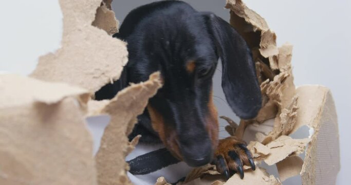 Confused dachshund dog looks through broken hole in drywall. Cute domestic pet with long ears dressed in striped sweater at home closeup