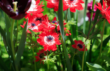 Blooming Flowers and Orchids