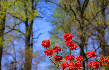 Flowers with Blue Skies