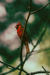 Red Cardinal 