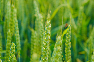 Green wheat.Wheat harvest. Production of flour products. Green ears. Spikelets of wheat close-up. 