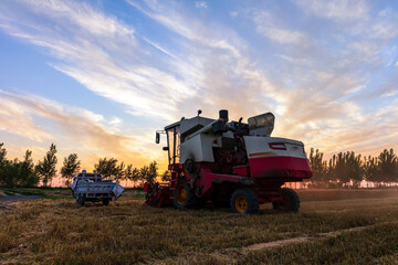 Fototapeta premium The combine is harvesting the wheat in the evening