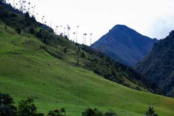 Obraz premium View of the beautiful cloud forest and the Quindio Wax Palms at the Cocora Valley located in Salento in the Quindio region in Colombia.