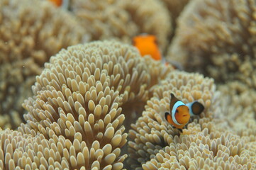 カクレクマノミの幼魚