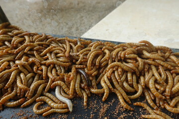 Hong Kong caterpillars are larvae of the metamorphosis process of small beetles