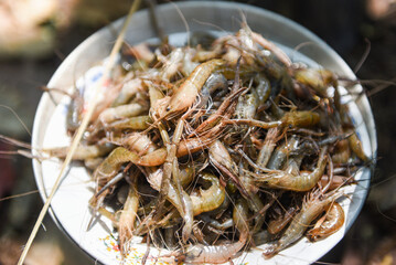 Fresh small shrimp, wild freshwater shrimps on plate, nature shrimps river
