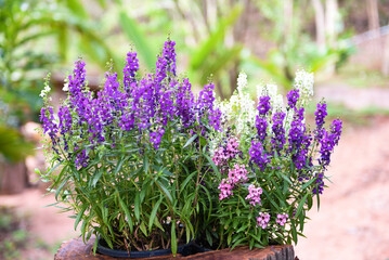 Fototapeta premium Beautiful flowers purple pink white in pot, Colorful Angelonia flowers in the nature flower garden, summer snapdragon