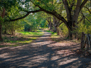 Naklejka premium Woodland Path