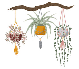 A composition with suspended flowers. Set hand drawn vector isolated elements of houseplant. A flower in a pot. Indoor plants. Garden accessories. Home gardening. Color image on a white background..