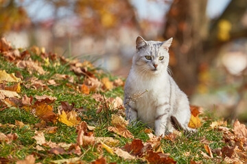 Naklejka na ściany i meble cat in autumn among fallen yellow and red foliage