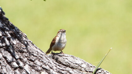 Carolina wren (Thryothorus ludovicianus) perched on an oak tree in a backyard in Panama City, Florida, USA