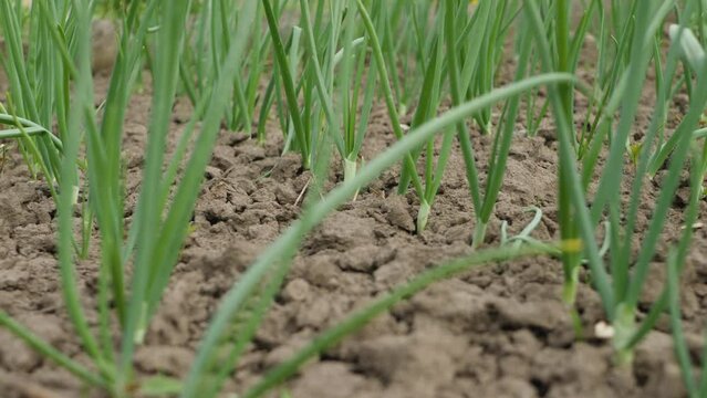 Ripe green garlic sprouts farm. Fresh organic food in field with soil ground. Natural spicy food ingredient