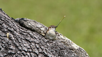 Carolina wren (Thryothorus ludovicianus) perched on an oak tree in a backyard in Panama City, Florida, USA