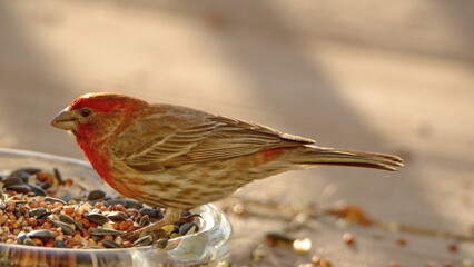 House finch (Haemorhous mexicanus) eating bird seed on a patio in a backyard in Panama City, Florida, USA