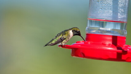 Ruby-throated hummingbird (Archilochus colubris) on a hummingbird feeder in a backyard in Panama...