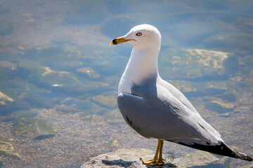 Seagull portrait against the lake water. Close up view of white bird seagull sitting on the stone by the shore.  Wild seagull with natural blue background