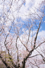 Fototapeta na wymiar 桜と青空　吉野公園 