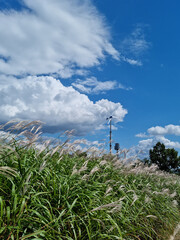 walking path with reed forest.