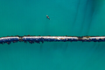Marine life affects the nature of our planet. High angle shot of a group of seals sitting on a pipeline at sea.
