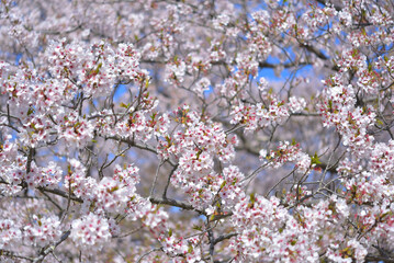 さくら　三重県伊勢市宮川堤にて（2022年）