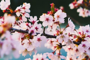 Fototapeta na wymiar 満開に咲き誇る桜 