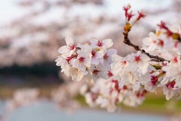 満開に咲き誇る桜