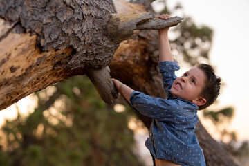 Niño feliz jugando escalando trepando un árbol haciendo fuerza en el tronco en un parque al aire libre en el atardecer - obrazy, fototapety, plakaty