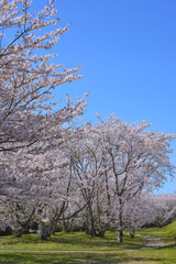 さくら　三重県伊勢市宮川堤にて（2022年）