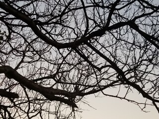 silhouette of a tree in winter