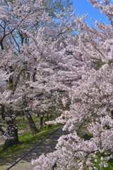 さくら　三重県伊勢市宮川堤にて（2022年）