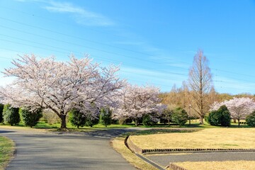 Fototapeta premium 桜