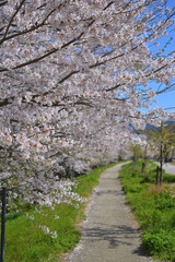 さくら　三重県伊勢市宮川堤にて（2022年）