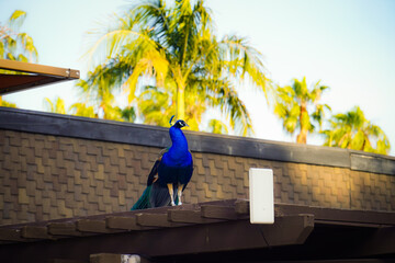 Peacock on Rooftop