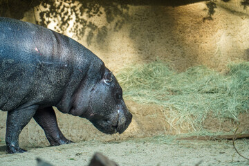 Pygmy Hippopotamus Grazing