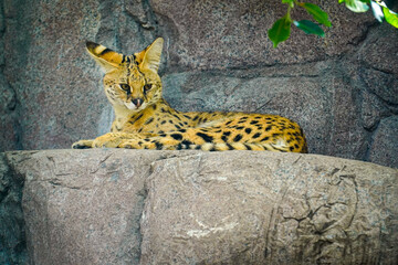 Serval Cat Lounging