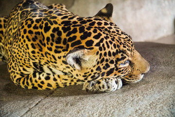 Jaguar Upclose Sleeping