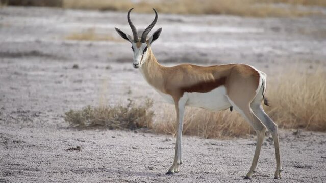 Springbok antelope in the wild. Safari in Africa, African savannah wildlife.