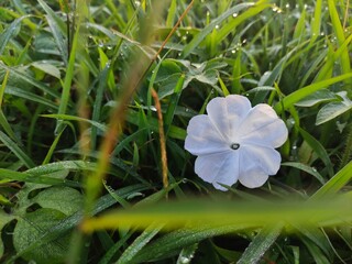 flower in the grass