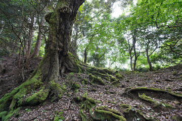 太陽が当たる緑のきれいな苔むした古木のぐねぐねした根の遠景
