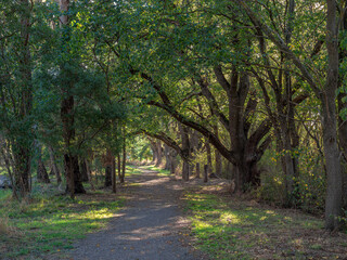 Fototapeta premium Shady Trail