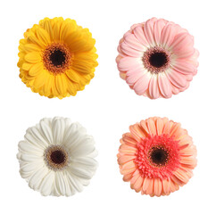 Set with different beautiful gerbera flowers on white background